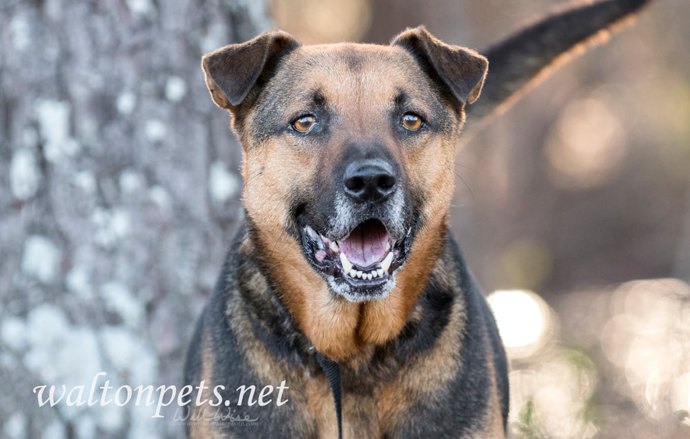 Older German Shepherd mix dog wagging tail Picture