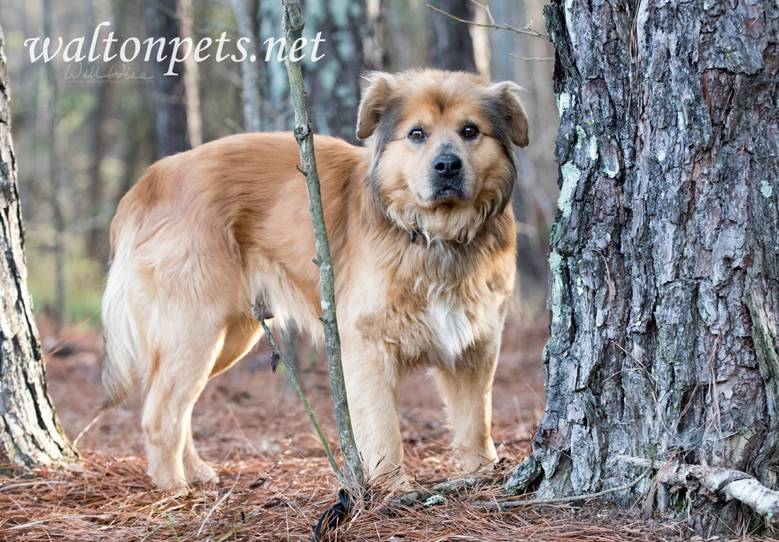 Senior Collie Retriever mixed breed dog adoption photo Picture