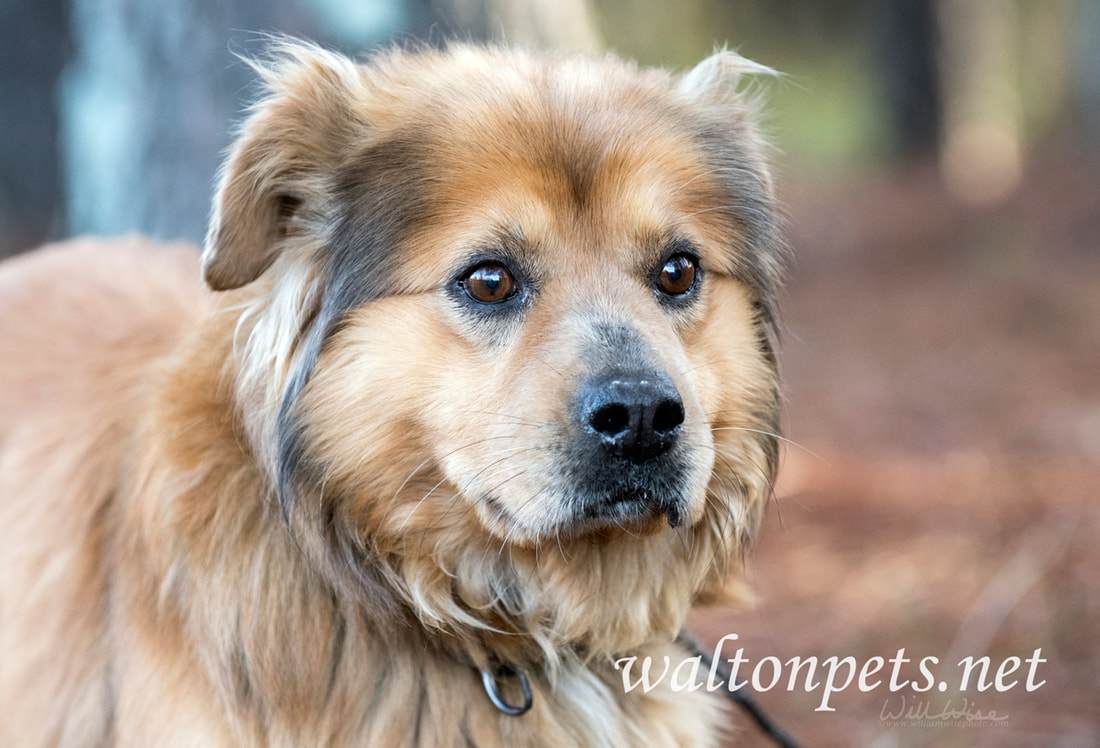 Fuzzy Collie Retriever mixed breed dog adoption photo Picture