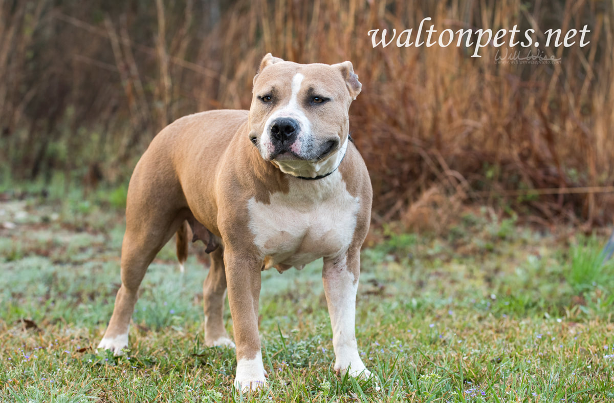 Stout American Staffordshire Pitbull Terrier dog Picture