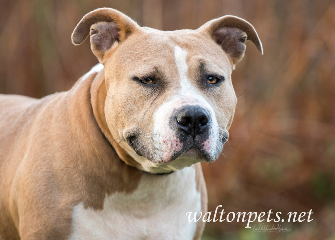 Stout American Staffordshire Pitbull Terrier dog Picture