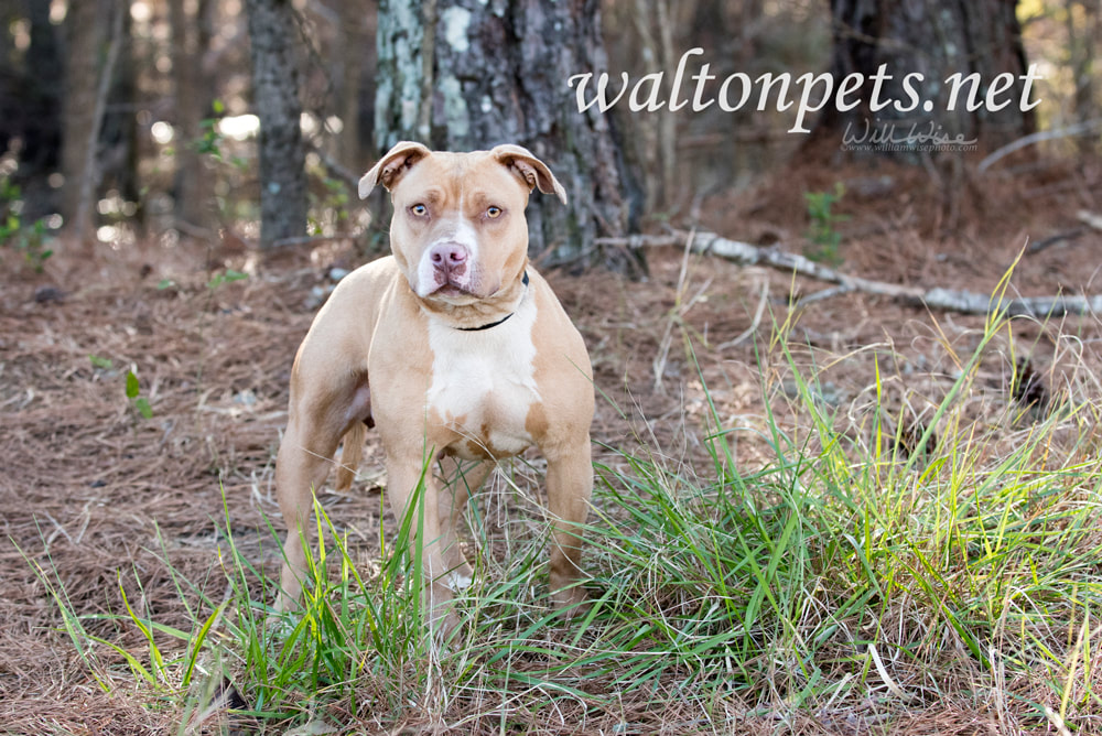 Tan and white rednose American Pitbull Terrier dog Picture