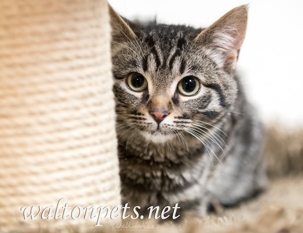 Cute tabby kitten hiding behind scratching post Picture