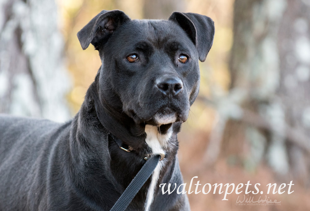 Black Pitbull Labrador mixed breed dog Picture