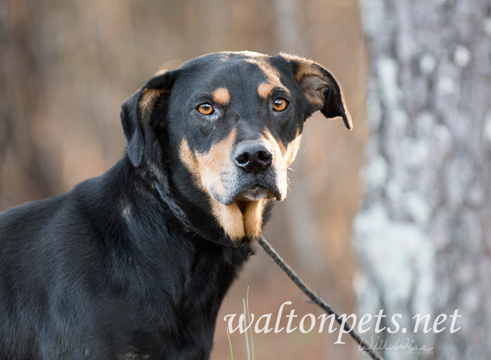 Older black and tan hound dog mix dog outside on leash Picture