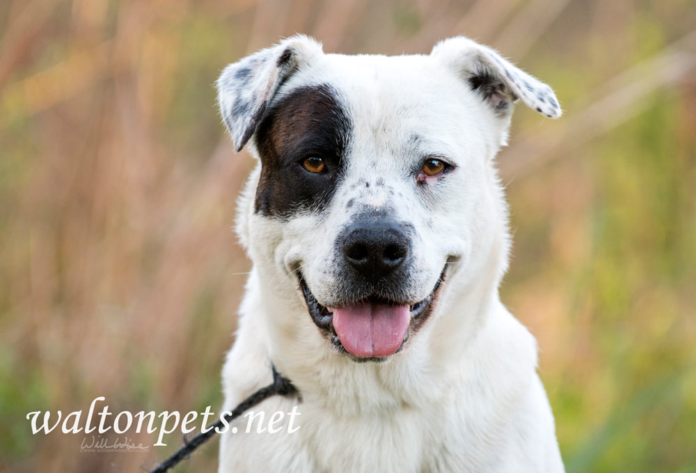Happy American Bulldog mixed breed mutt dog Picture