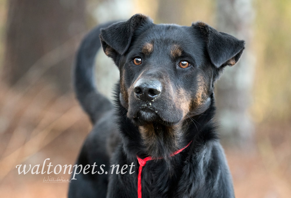 Shepherd Hound mixed breed dog outside on leash Picture