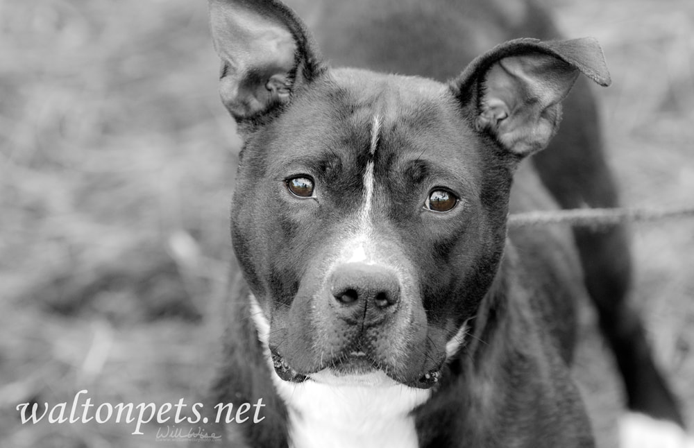 Black and white American Pit Bull Terrier dog erect ears Picture