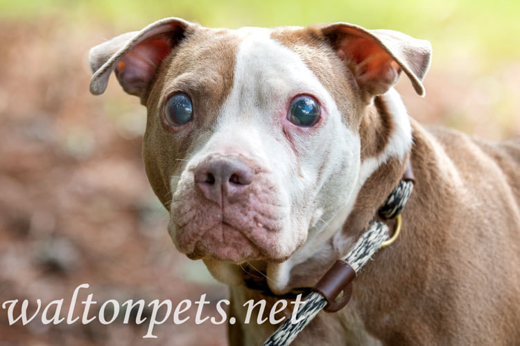 Blind Pitbull Terrier Dog with glaucoma large eyes Picture