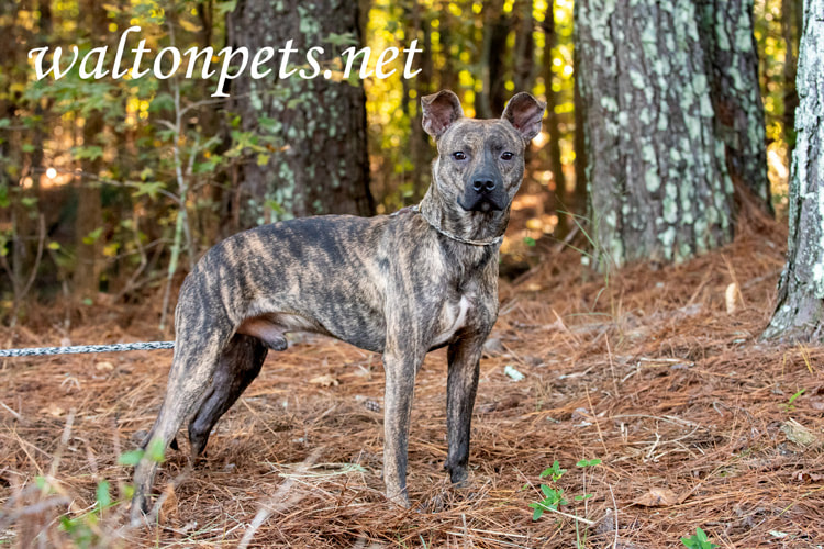 Brindle Whippet Shepherd mix breed puppy dog Picture