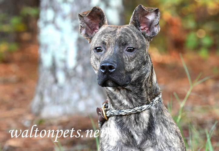 Brindle Whippet Shepherd mix breed puppy dog Picture
