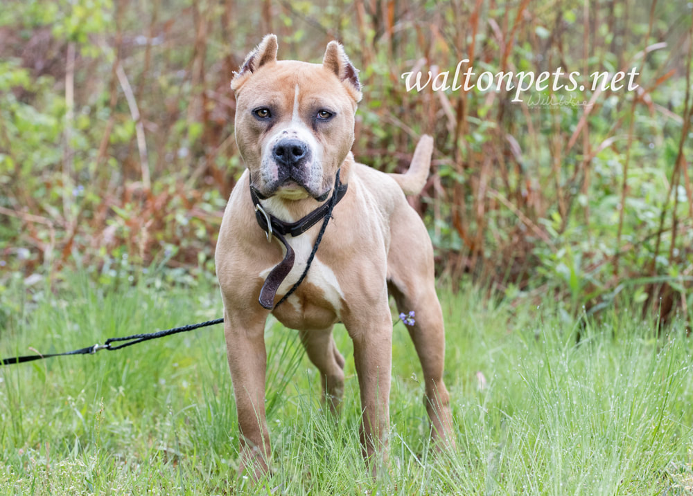 Tan American Pit Bull Terrier dog with cropped ears Picture