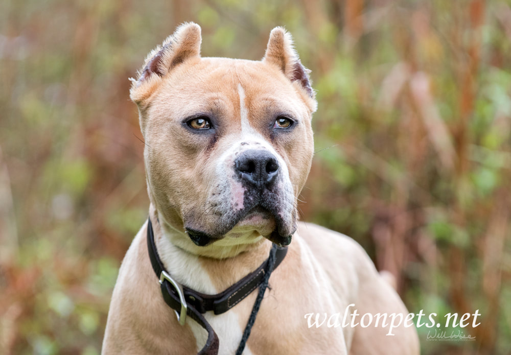 Tan American Pit Bull Terrier dog with cropped ears Picture