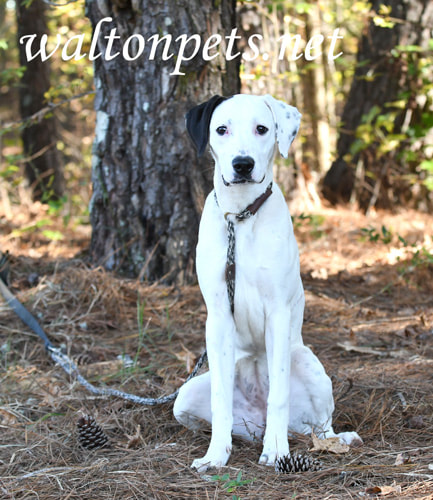 Cute Dalmatian mix puppy dog sitting down outside Picture