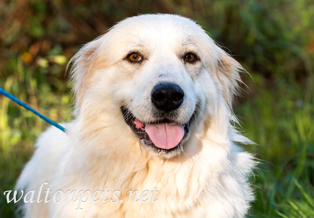 Great Pyrenees Dog Picture