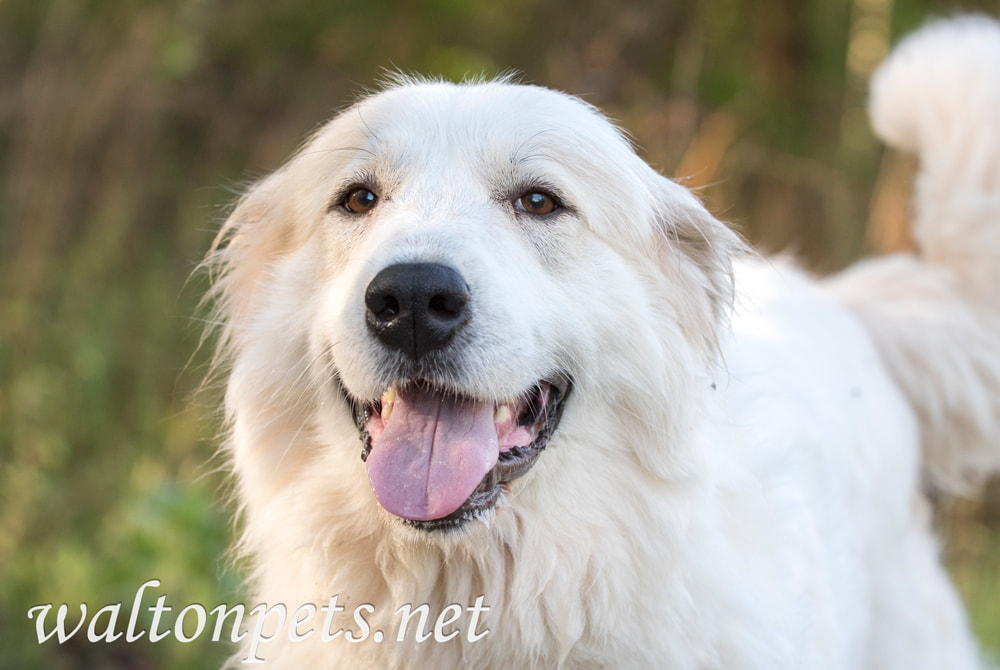 Great Pyrenees Dog Picture Picture