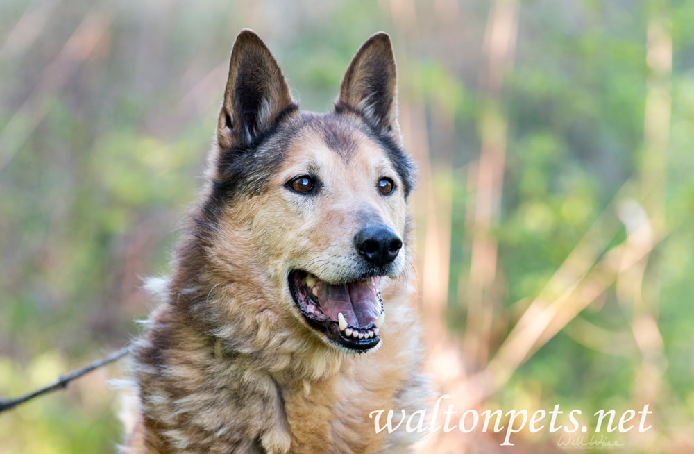  Senior Collie and German Shepherd mix breed dog Picture