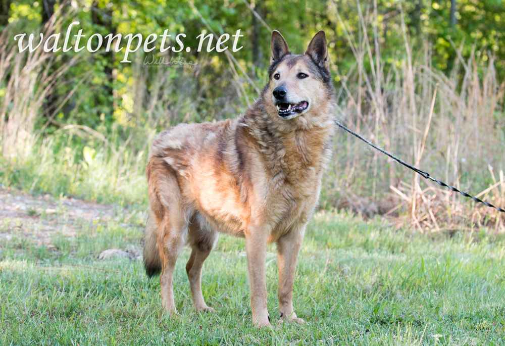  Senior Collie and German Shepherd mix breed dog Picture