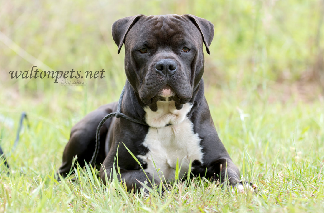 Large Black Cane Corso and Pitbull Terrier mix dog Picture