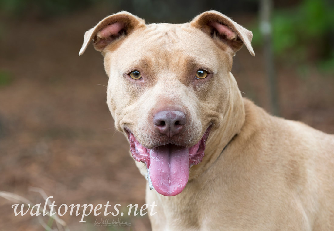 Happy fawn Pitbull Terrier dog panting Picture