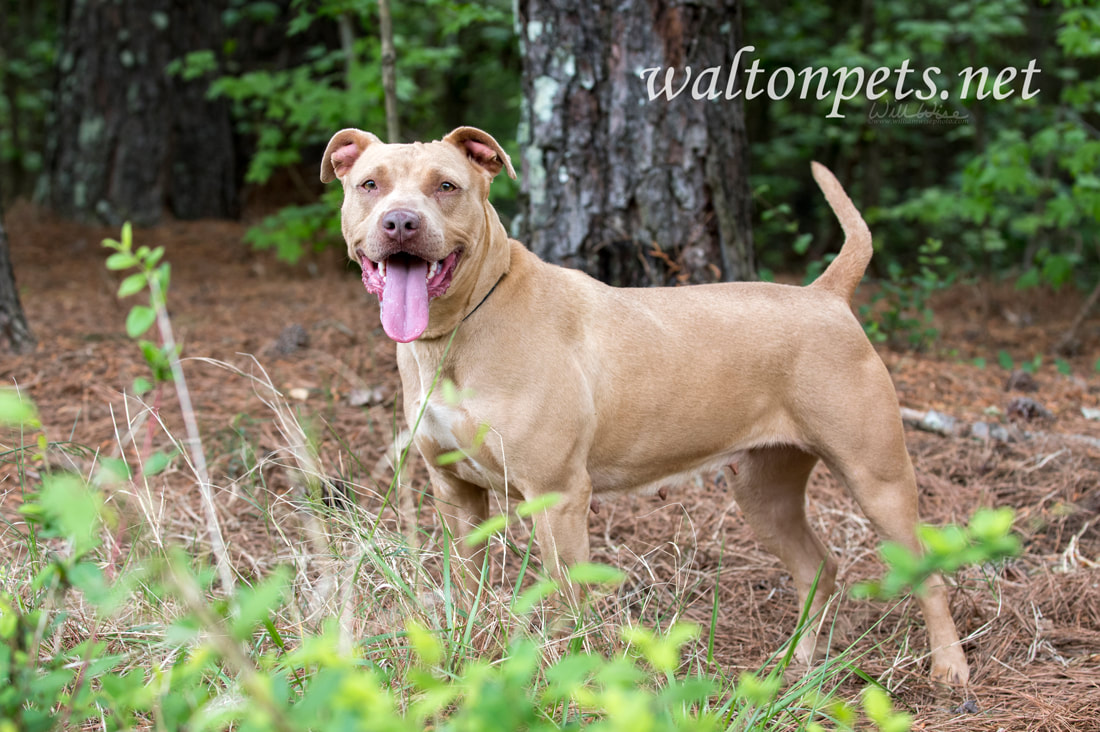 Panting fawn Pitbull Terrier dog outside Picture