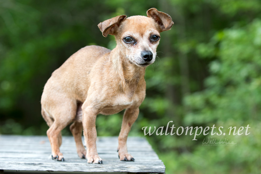 Senior male Chihuahua dog Picture