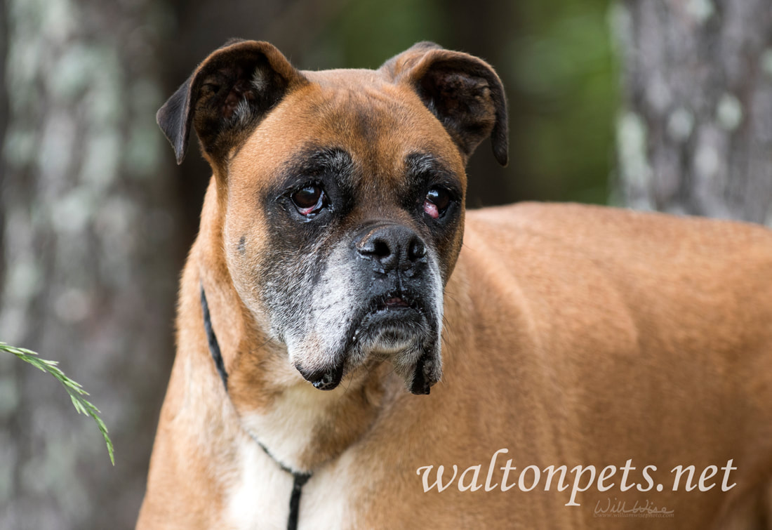 Senior Boxer dog with cherry eye Picture