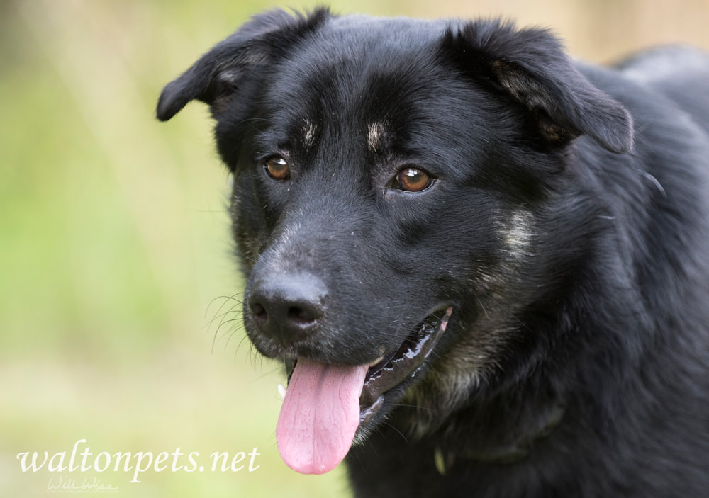 Australian Shepherd and Retriever mix breed dog Picture