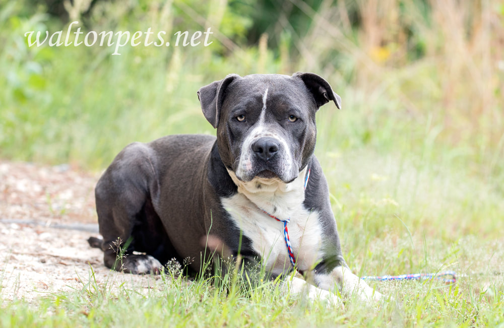  Blue and white bluenose Pit bull Terrier bulldog laying down outside Picture