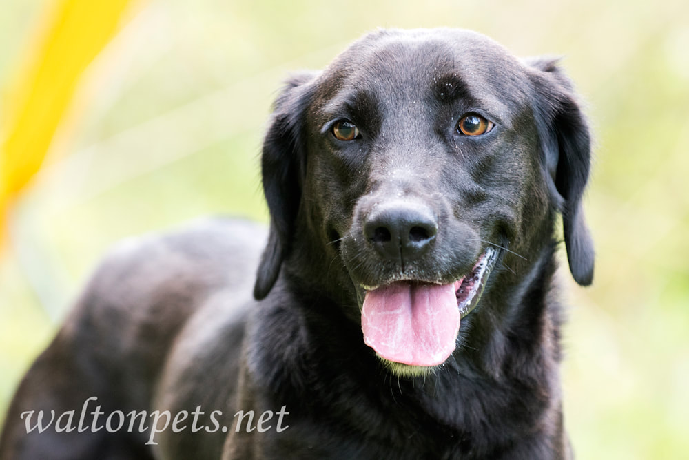 Black Labrador Retriever dog panting Picture