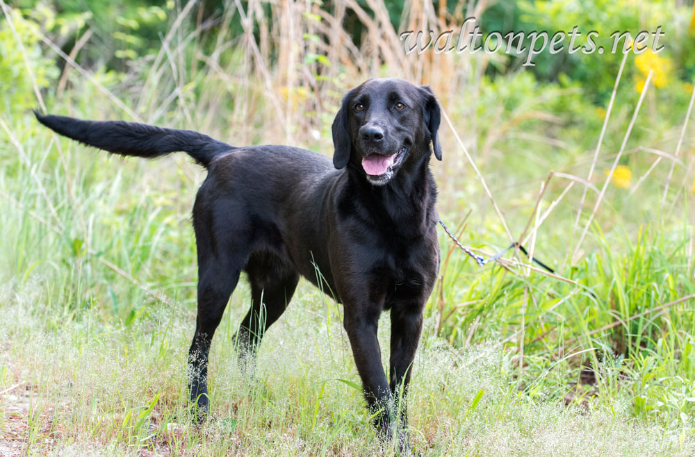 Black Labrador Retriever dog outside on leash wagging tail Picture
