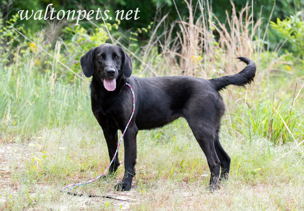 Black Labrador Retriever dog outside on leash wagging tail Picture