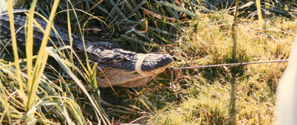 alligator tagging Picture