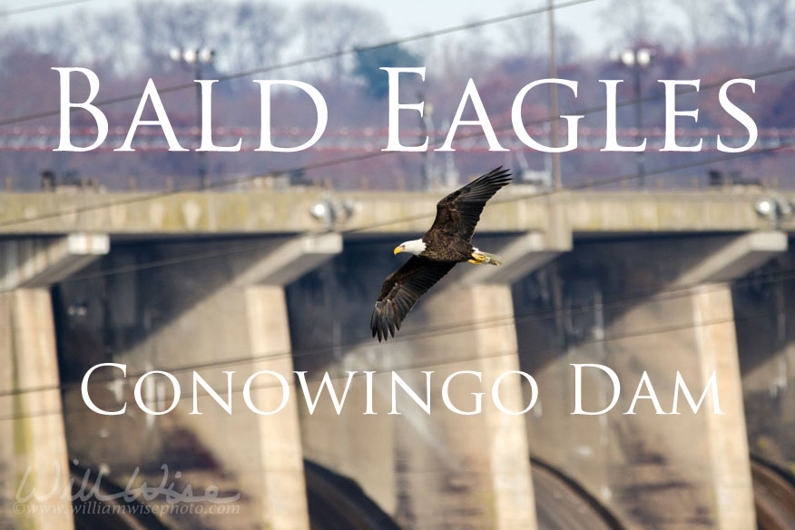 Conowingo Dam Bald Eagle Picture