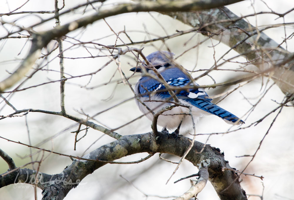 Winter Blue Jay Picture