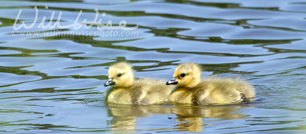 Canada Goose gosling babies swimming, Georgia USA Picture