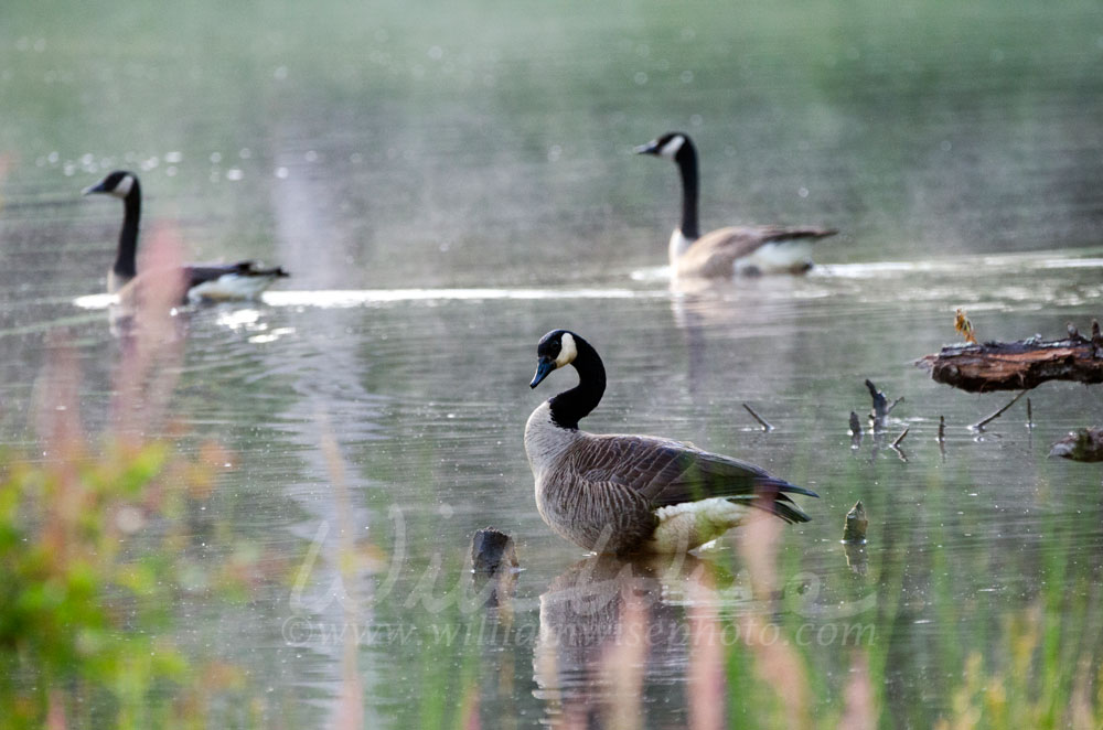 Canada Goose in the fog Picture