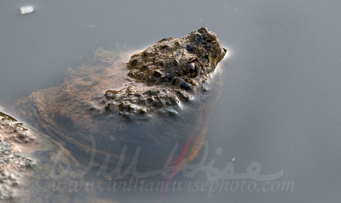 Common Snapping Turtle in pond water, Georgia USA  Giant Snapper Turtle swimming in pond; Monroe, Walton County, GA.