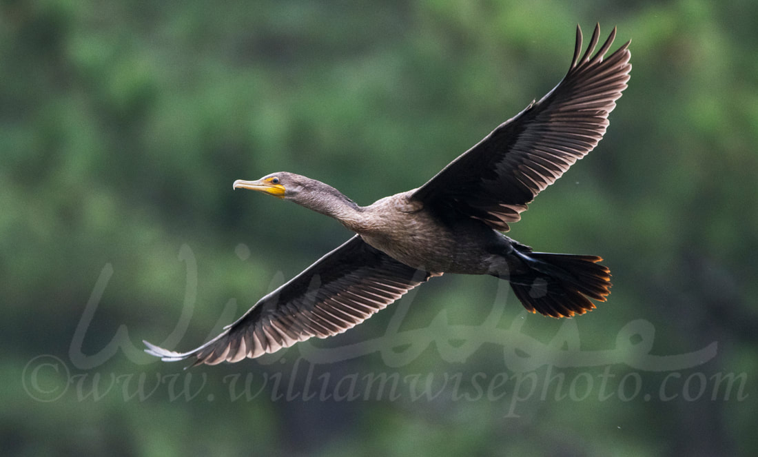 Double-Crested Cormorant in flight