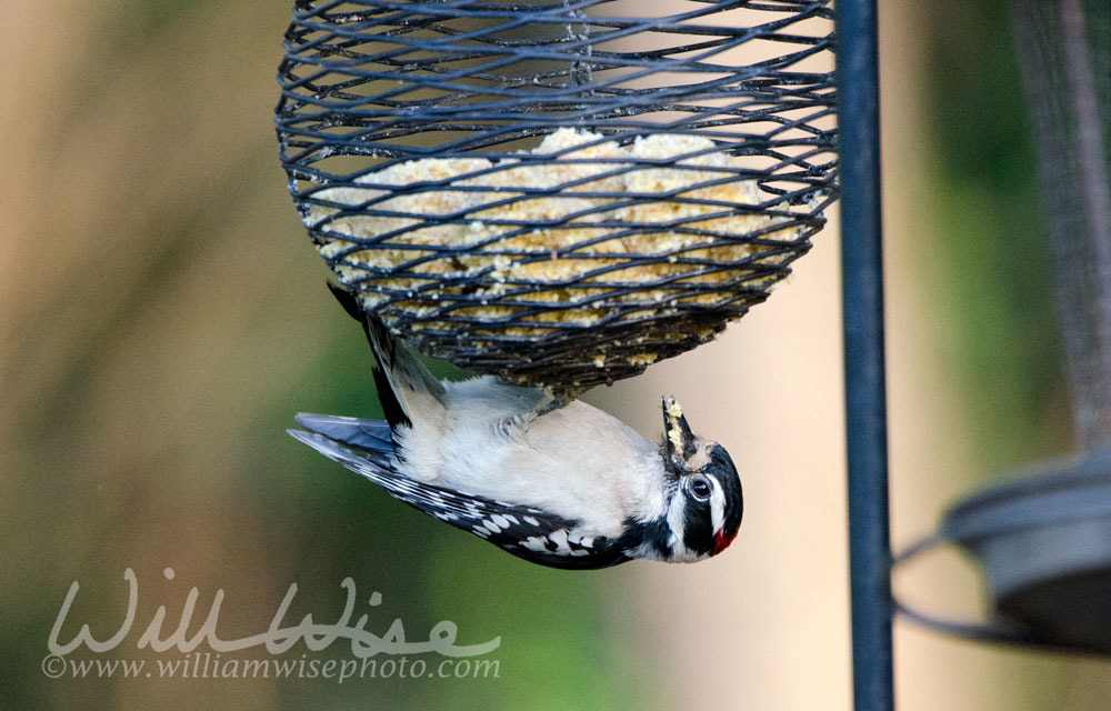 Downy Woodpecker hanging from suet bird feeder, Athens Georgia USA Picture