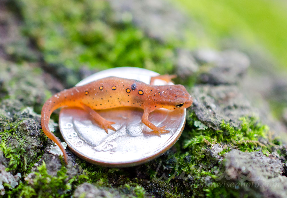 Tiny Eastern Spotted Newt on quarter coin Picture