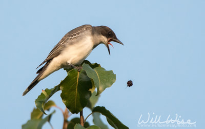 Eastern Kingbird vomiting a blackberry