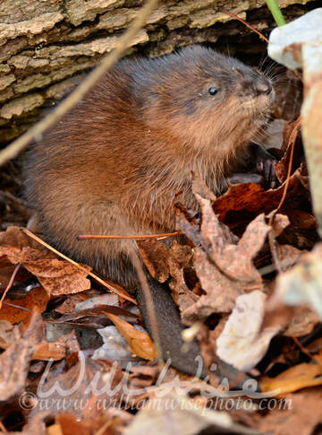 Muskrat rodent Picture