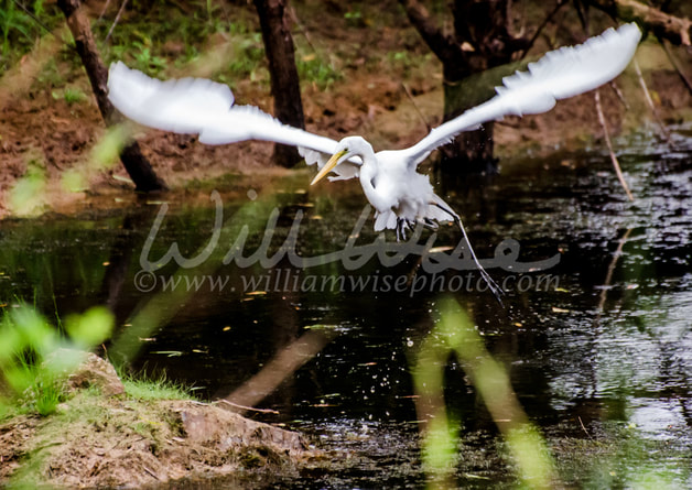 Great Egret in Flight Picture