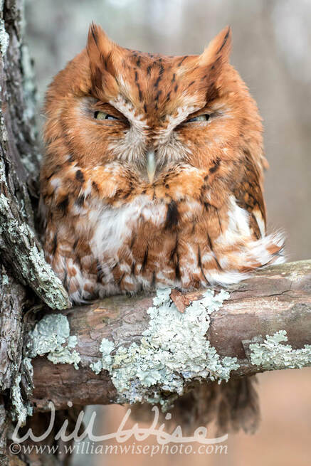 Rufous morph Eastern Screech Owl, Georgia USA Picture