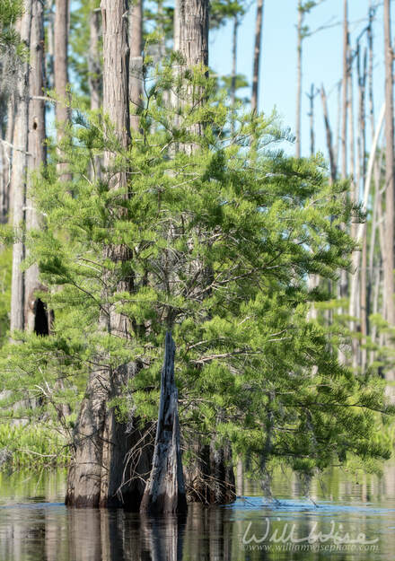 Young Pond Cypress Tree in the Okefenokee National Wildlife Refuge, Georgia Picture
