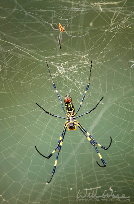 Large Female Joro Spider and small male in a web Picture