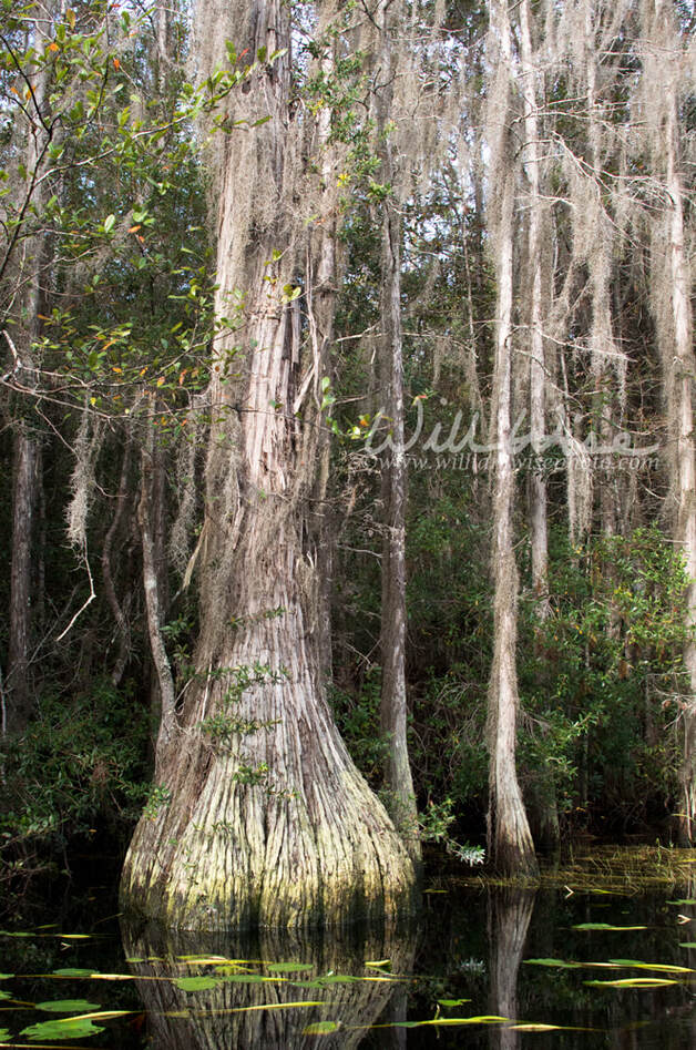 Bald Cypress tree buttress with Spanish Moss in blackwater swamp with lily pads Picture