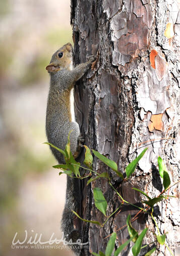 Eastern Gray Squirrel hugging a tree at Laura S Walker State Park, Georgia USA Picture
