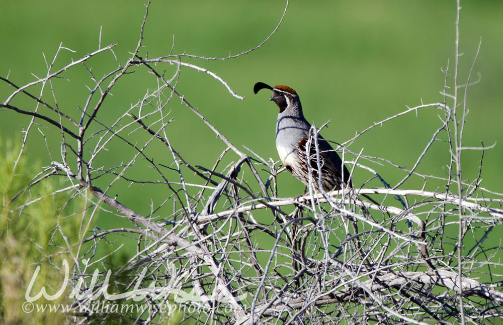 Gambel`s Quail bird, Sweetwater Wetlands in Tucson Arizona Picture